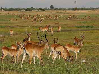 Duba Plains Suite: Antilopen