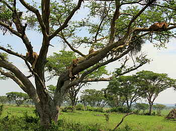 Enjojo Lodge: Löwenlametta