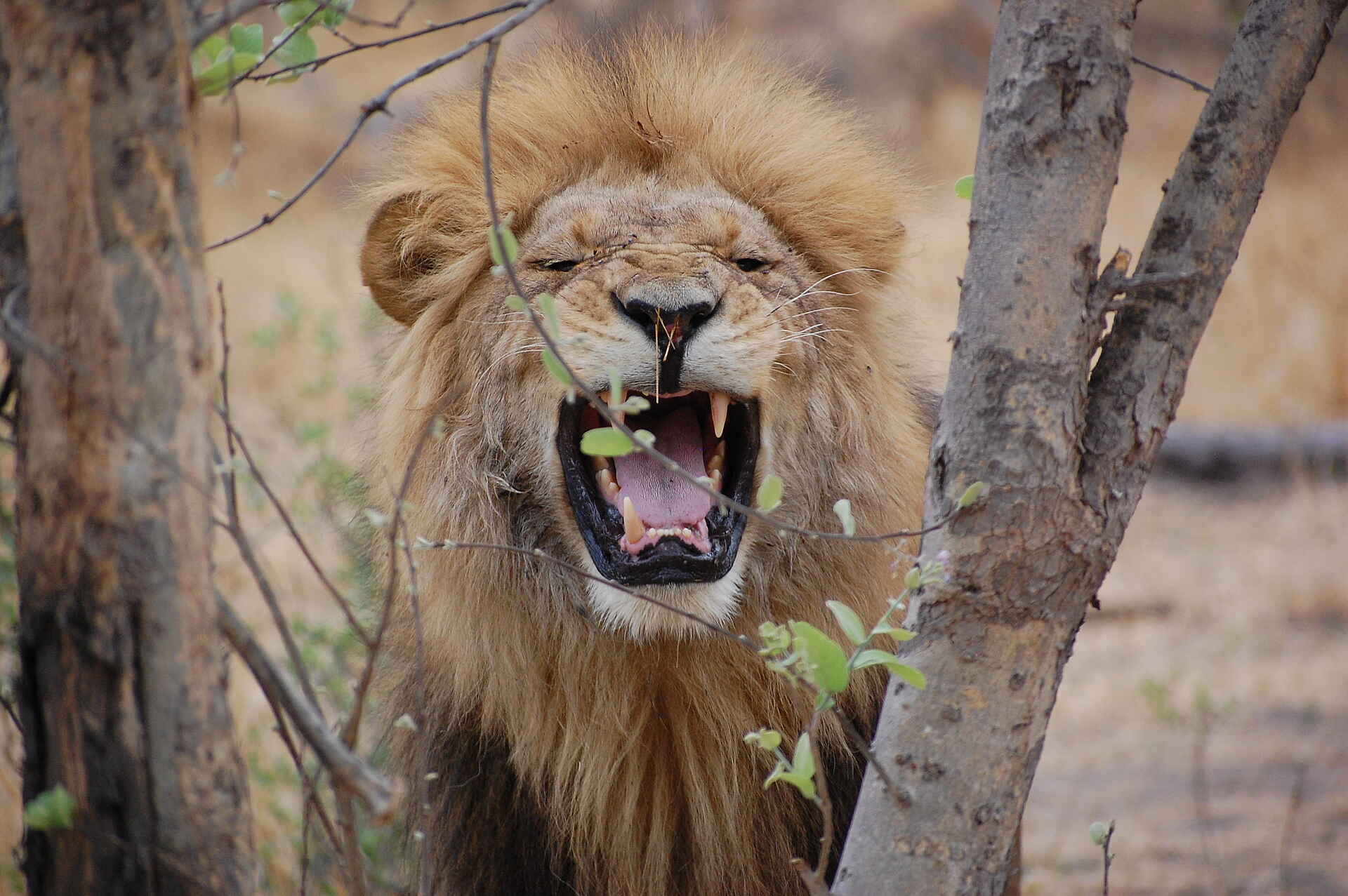 Ghoha Hills Savuti Lodge: Männlicher Löwe