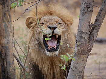 Ghoha Hills Savuti Lodge: Männlicher Löwe