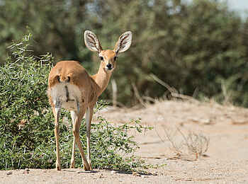 Hoanib Skeleton Coast Camp: Steinböckchen Hoanib Skeleton Coast Camp: Steinböckchen