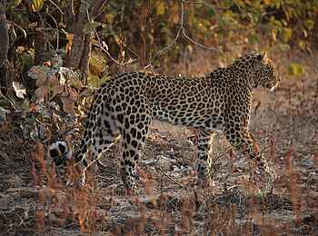 Island Bush Camp: Stolzer Leopard Island Bush Camp: Stolzer Leopard