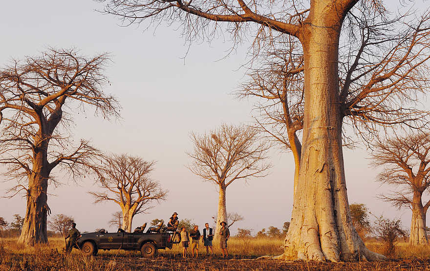 Kaingo Game Drive: Baobab-Wald Kaingo Game Drive: Baobab-Wald
