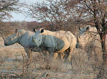 Khama Rhino Sanctuary: Nashörner Khama Rhino Sanctuary: Nashörner