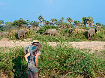 Kichaka Expeditions: Elefantenherde