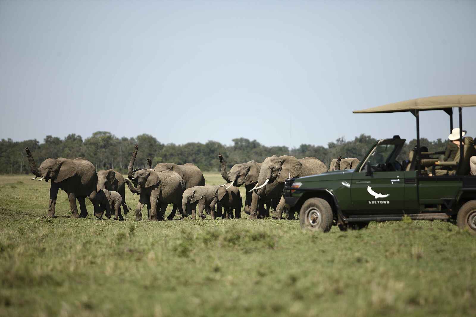 Kichwa Tembo Tented Camp: Elefantengruppe am Safarifahrzeug Kichwa Tembo Tented Camp: Elefantengruppe am Safarifahrzeug