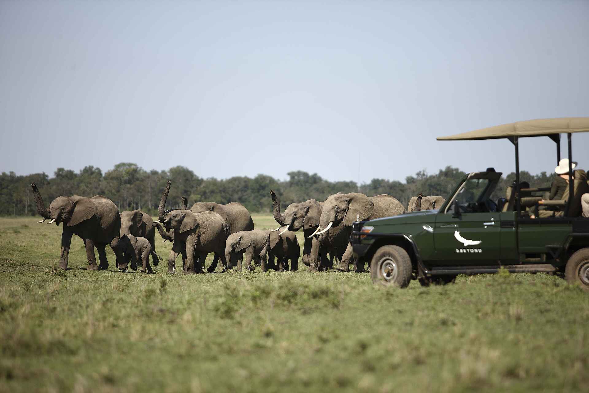 Kichwa Tembo Tented Camp: Elefantengruppe am Safarifahrzeug Elefant, kichwa tembo camp, Kichwa Tembo Tented Camp, pirschfahrt