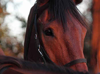 Macatoo Camp: Brandenburger Pferd