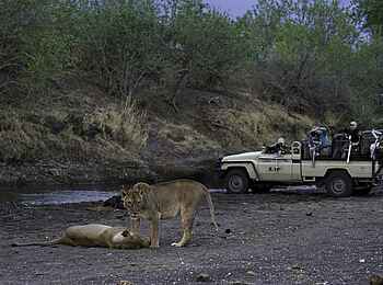 Mashatu Lodge: Löwen Sichtung bei einer Pirschfahrt Mashatu Lodge: Löwen Sichtung bei einer Pirschfahrt