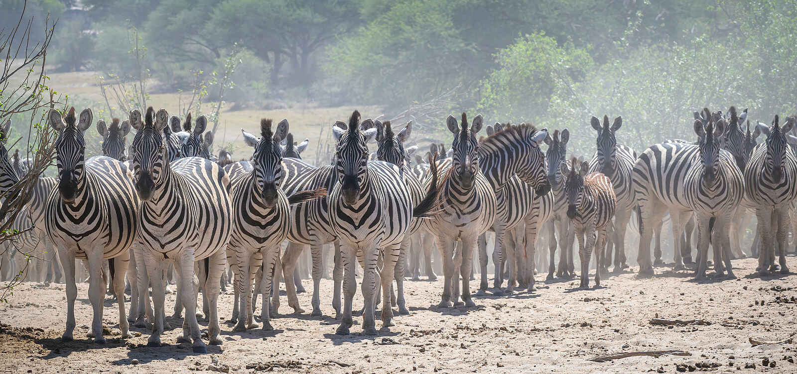 Meno a Kwena Camp: Zebras Meno a Kwena Camp: Zebras