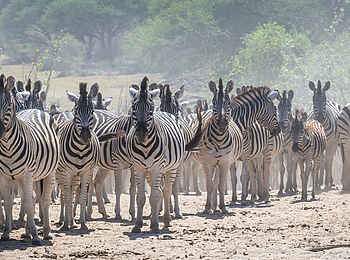 Meno a Kwena Camp: Zebras Meno a Kwena Camp: Zebras