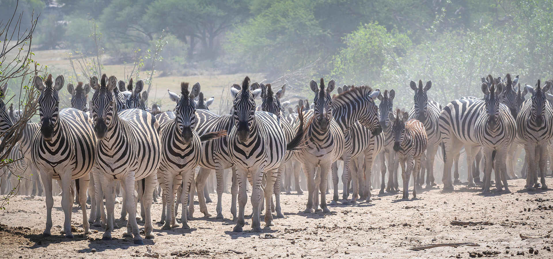 Meno a Kwena Camp: Zebras