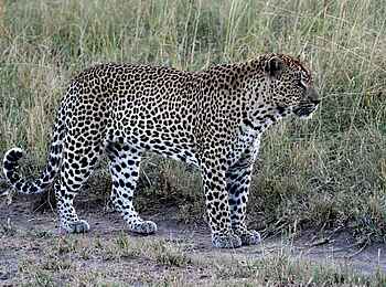 Muchenje Safari Lodge: Leopard