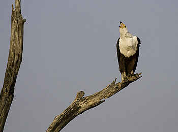 Mvuu Camp: Schreiseeadler im Liwonde Nationalpark