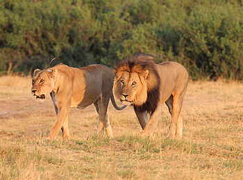 Nehimba Lodge: Löwenpaar Nehimba Lodge: Löwenpaar
