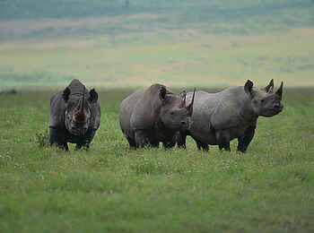 Ngorongoro Lions Paw Camp: Nashörner