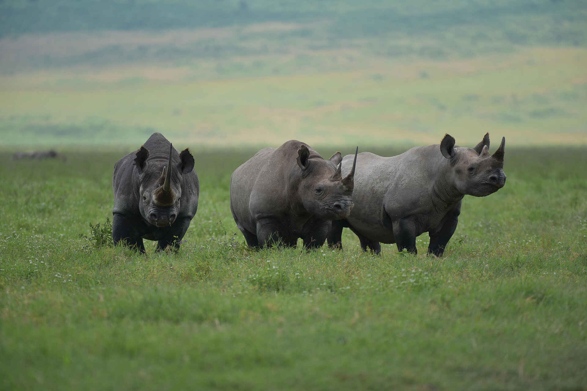 Ngorongoro Lions Paw Camp: Nashörner