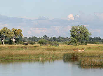 Nkasa Lupala Tented Lodge: Rote Moorantilopen im Sumpf Nkasa Lupala Tented Lodge: Rote Moorantilopen im Sumpf
