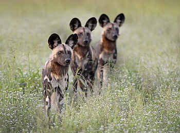 Robin Pope Safaris: Aufmerksame Wildhunde
