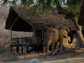 Ruaha River Lodge: Elefant bei einer Gästehütte Ruaha River Lodge: Elefant bei einer Gästehütte