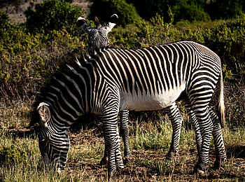 Sasaab Camp: Zebras Sasaab Camp: Zebras
