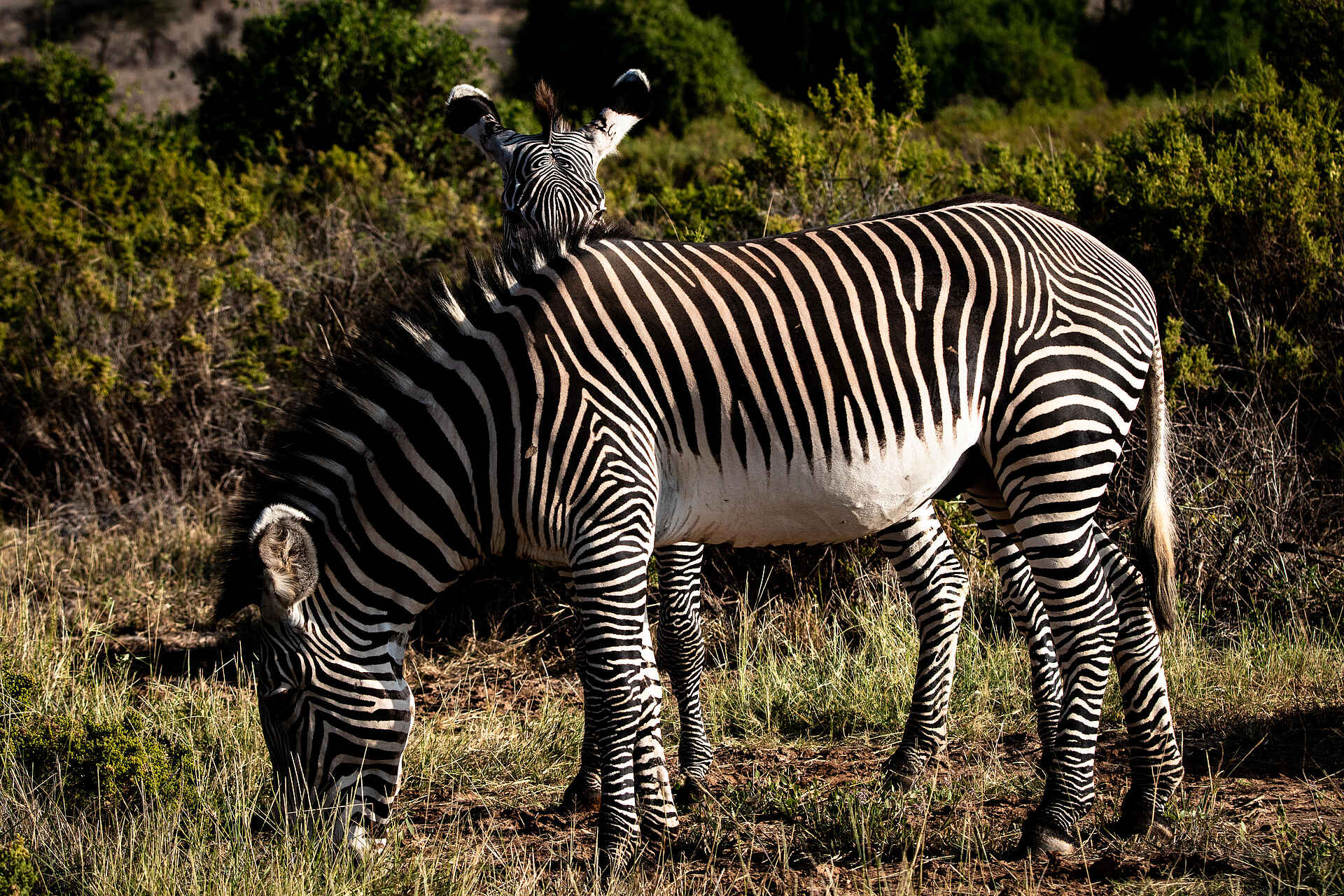 Sasaab Camp: Zebras