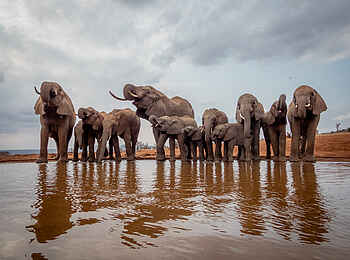 Soroi Cheetah Tented Camp: Elefanten an einer Wasserstelle