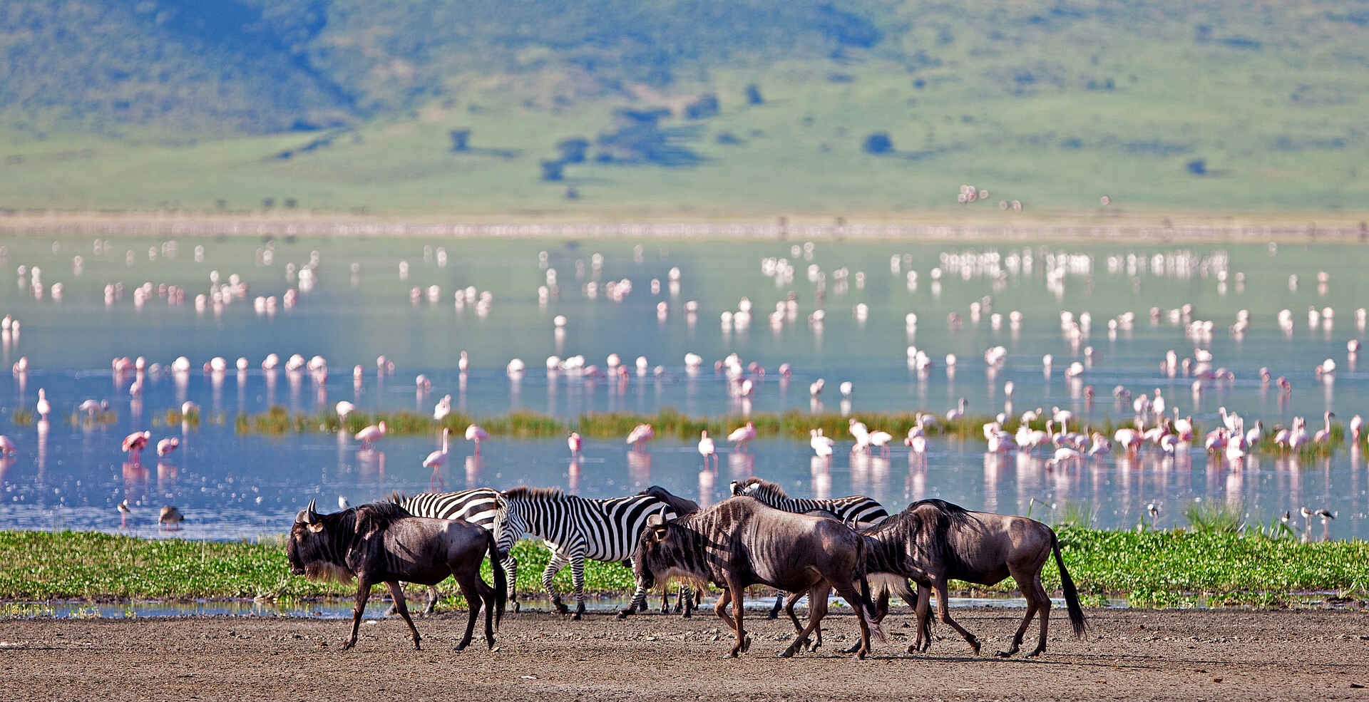 The Highlands Camp: Zebras, Gnus und Flamingos The Highlands Camp: Zebras, Gnus und Flamingos