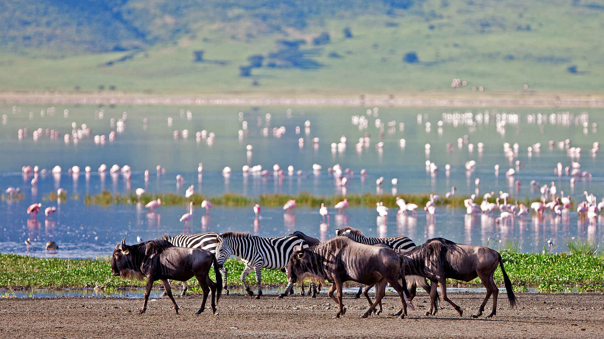 The Highlands Camp: Zebras, Gnus und Flamingos
