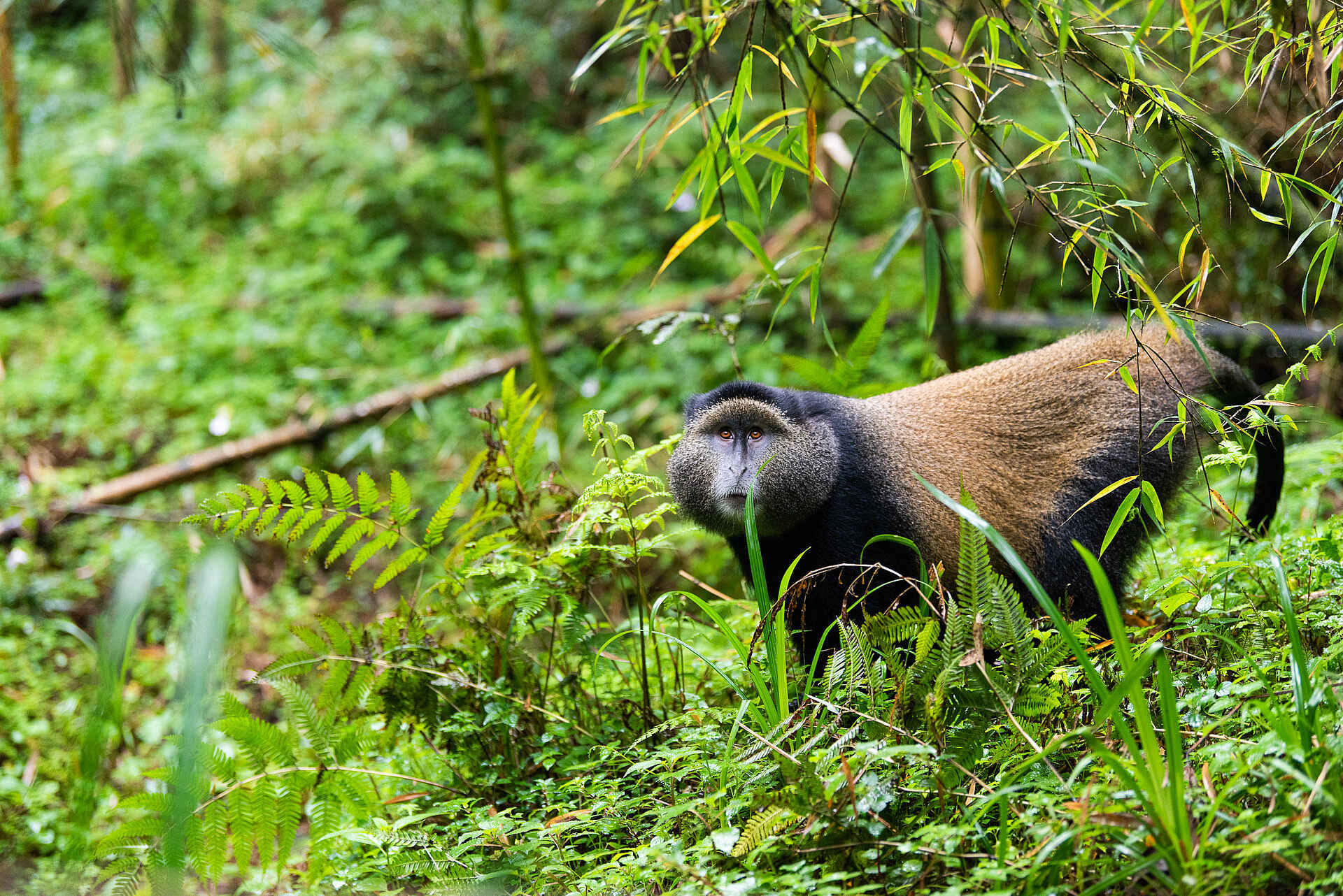 Wilderness Sabyinyo: Goldmeerkatze