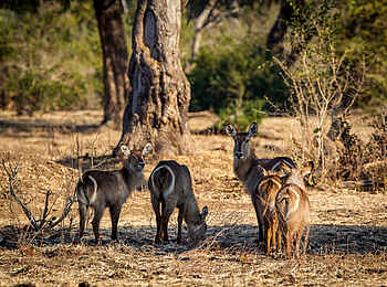 Chikwenya Camp: Wasserböcke