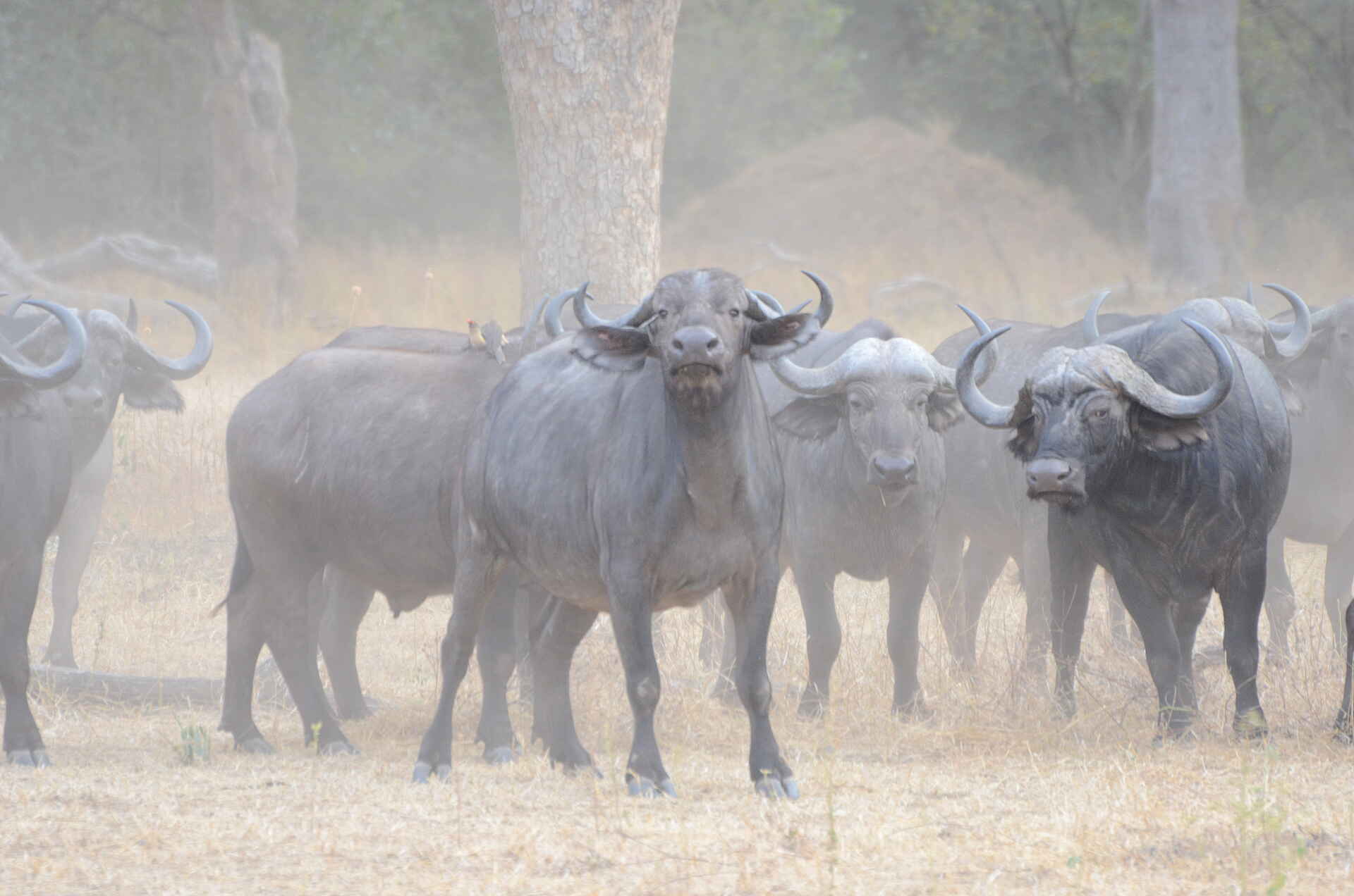 Bushlife Safaris, Chitake Springs, Chitake Tented Camp, Mana Pools National Park, Büffel, Game Drive, Tierbeobachtung, Walking Safari, Afrikarma, Afrikarma Safaris, Afrikarma Safaris. Wildnis. Hautnah., Afrikarma.de