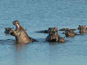 Linyanti Ebony: Nilpferde Linyanti Ebony: Nilpferde