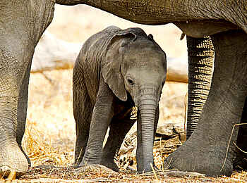 Mapazi Camp: Elefantenbaby