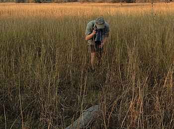 Ntemwa Busanga Bushcamp: Ein gut getarntes Schuppentier wurde gesichtet