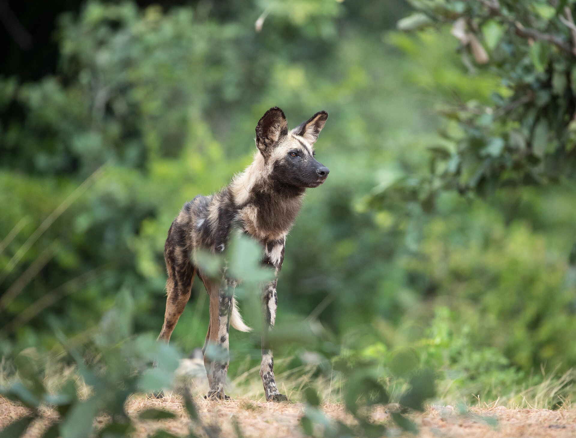 Time + Tide Kakuli: African Wild Dog