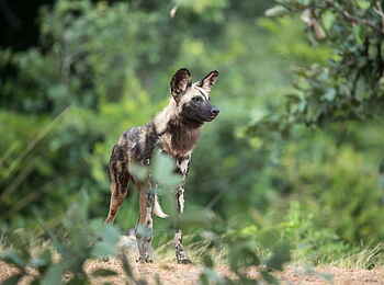 Time + Tide Kakuli: African Wild Dog Time + Tide Kakuli: African Wild Dog