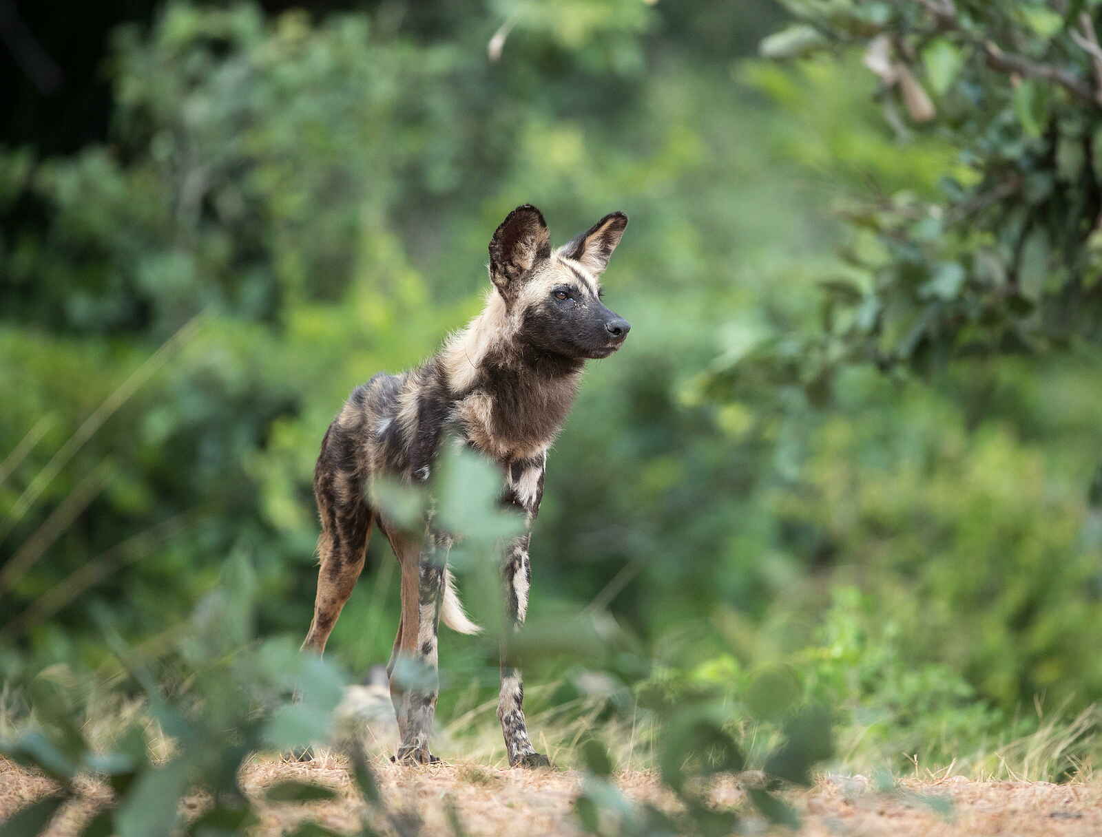 Time + Tide Kakuli: African Wild Dog Time + Tide Kakuli: African Wild Dog