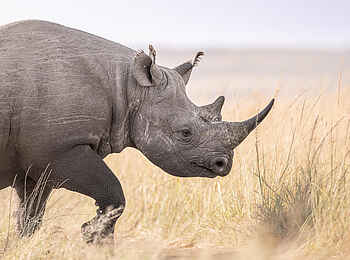 Wilderness Mara Camp: Nashorn 