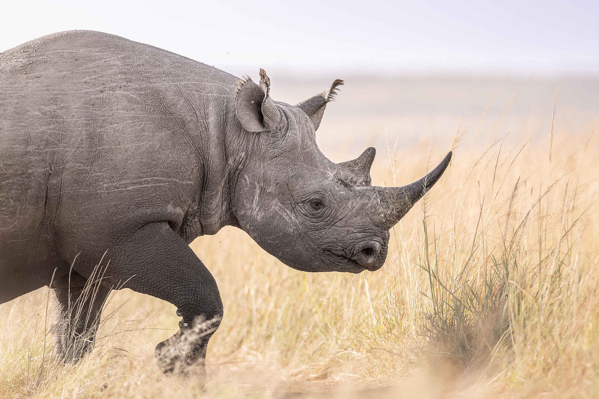 Wilderness Mara Camp: Nashorn 