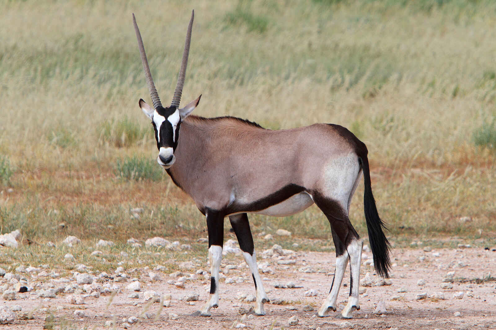 !Xaus Lodge: Oryxantilope !Xaus Lodge: Oryxantilope