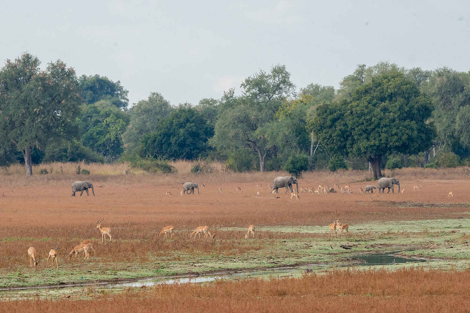 Big Lagoon Camp: Antilopen und Elefanten Big Lagoon Camp: Antilopen und Elefanten