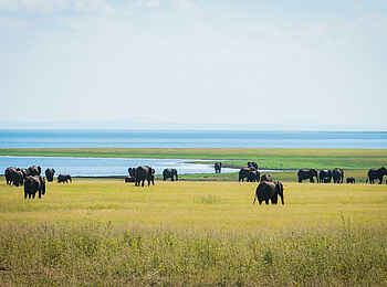 Changa Safari Camp: Viele Elefanten Changa Safari Camp: Viele Elefanten