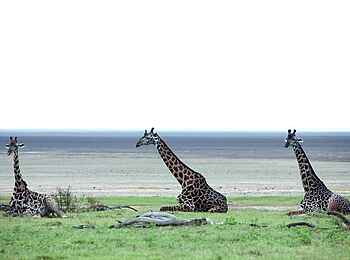 Chem Chem Lodge: Giraffenpause Chem Chem Lodge: Giraffenpause