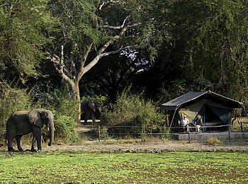 Flatdogs Camp: Standard-Safari-Zelt Flatdogs Camp: Standard-Safari-Zelt