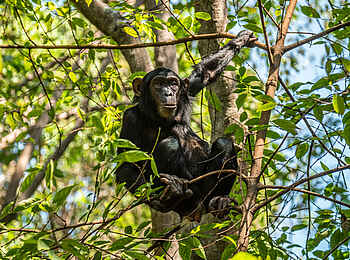 Greystoke Mahale Lodge: Im Baum Greystoke Mahale Lodge: Im Baum