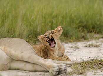 Kanana-Nyana-Camp: Müde