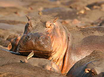 Katuma Bush Lodge: Ein Nilpferd überblickt seine Artgenossen