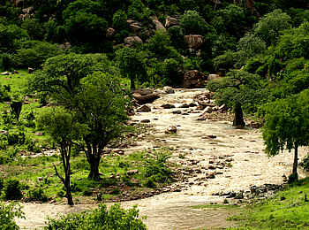Kwihala Camp: Grünende Bäume