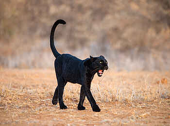 Laikipia Wilderness Palm Camp: Panther Laikipia Wilderness Palm Camp: Panther
